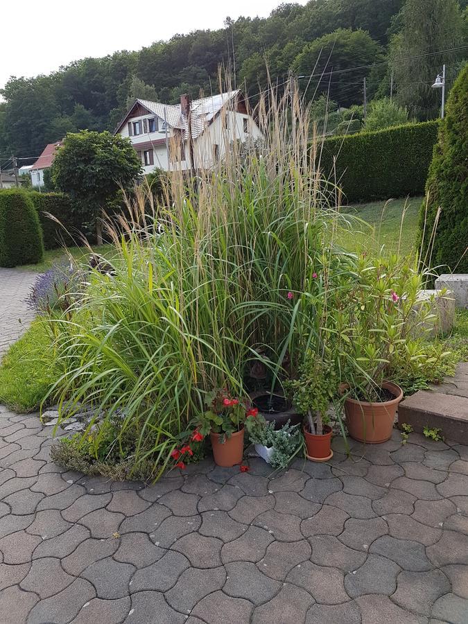 Ferienwohnung Am Rennsteig Bei Eisenach - Ilona Schmidt Wolfsburg-Unkeroda Dış mekan fotoğraf